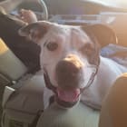 ELLIE