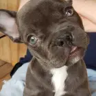 Yoda