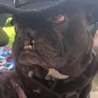 Yoda