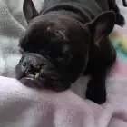Yoda