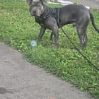 Blu