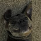 Douglas