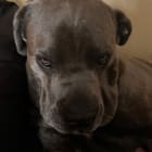 Douglas