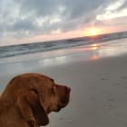 Bodhi