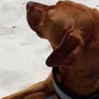 Bodhi