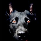 K9 Rogue