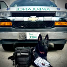 K9 Rogue