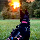 K9 Rogue