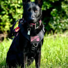 K9 Rogue