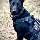 K9 Rogue