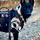 K9 Rogue