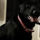 K9 Rogue