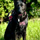 K9 Rogue