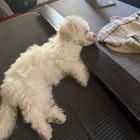 Tilly