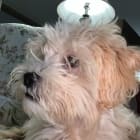 Maggie