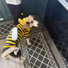 Tizzy- bizzy Bee