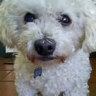 Sparky