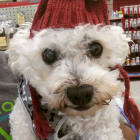 Sparky