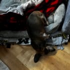 Otis