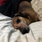 Otis