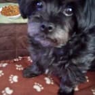 Jake