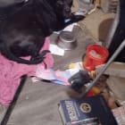 3 dog