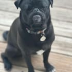 Odie