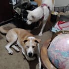 3 dog