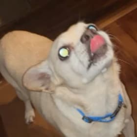 peanut