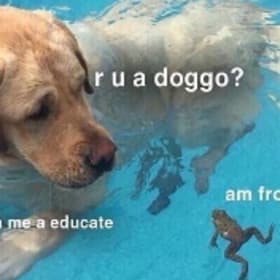 Doggo