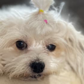 Muneca