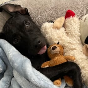 Oso