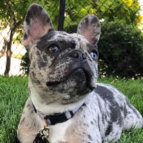 Nala