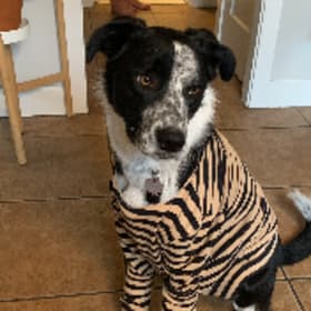Annie Hamburger
