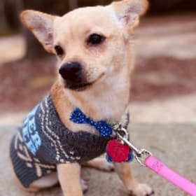 Remington Bear Vance