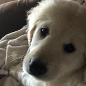 Piper