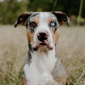 Beau