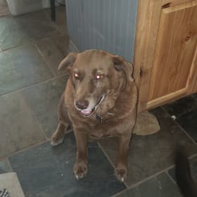 Brownie