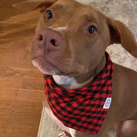 Jasper