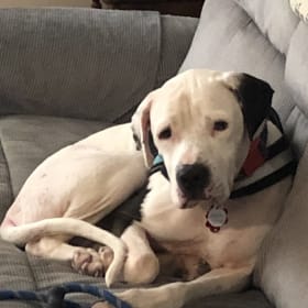 Beau