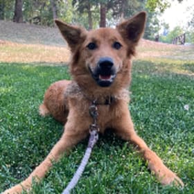 Roo