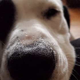 Obi