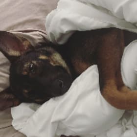 Lulu