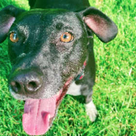 Kona