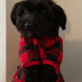 Chloe