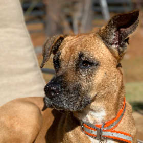 Daisey