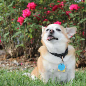 Nanu