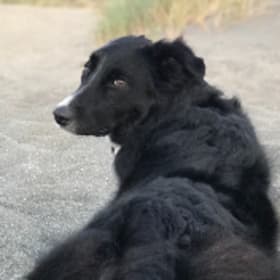 Naya