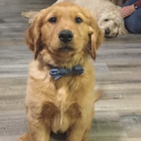 Winston
