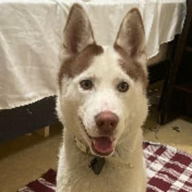 Milo